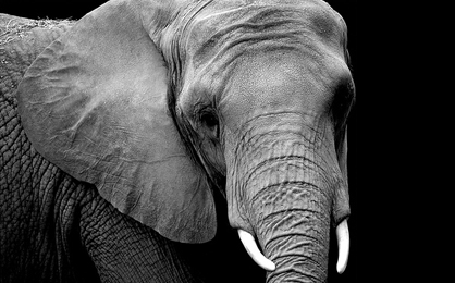 Elephant_Senses_1266924196.jpeg