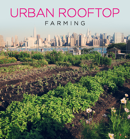 rooftop_farming_main.jpg
