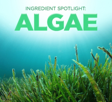 Beauty Ingredient Spotlight: Algae