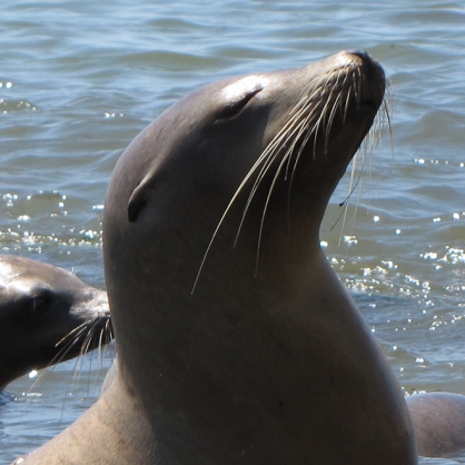 Starving California Sea Lion Pups Are Washing Ashore