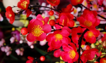 plumpeony_1232396152.jpg
