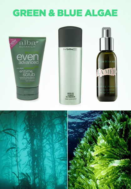 Ingredient Spotlight: Green & Blue Algae