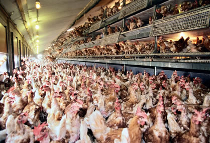The Truth About Food Labeling