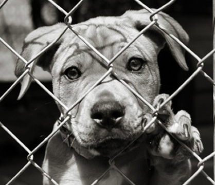 Adopt a Dog Month