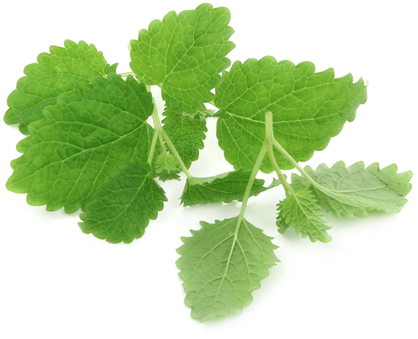 Herbs for Good Health: Lemon Balm