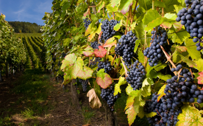 organicwine_1264069979.jpeg