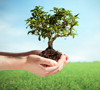Earth Day: Plant a Tree