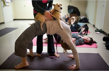 Yoga Teachers Channeling “Best in Show”