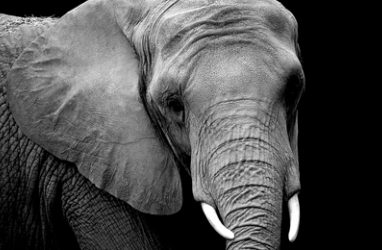 Learning from Nature: The Power of Language