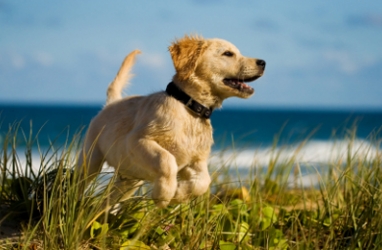 Proposed Congress Bill to Provide Tax-Benefits for Pet Lovers