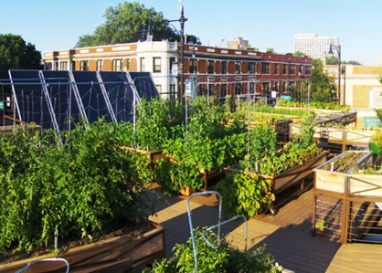 Green Living: Rooftop Farms the New Trend?
