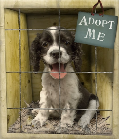 Need a Best Friend? It’s National Adopt-a-Shelter Dog Month