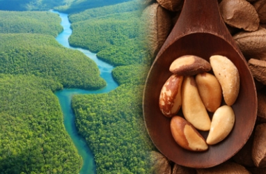 Protect Amazon Rain Forest, Eat Brazil Nuts for a Snack