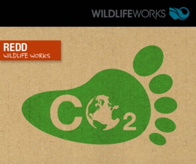 Wildlife Works launches carbon offset campaign to save forests