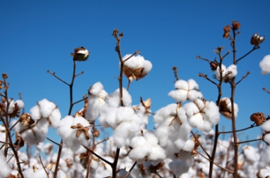 Rising cotton costs could spell disaster for many