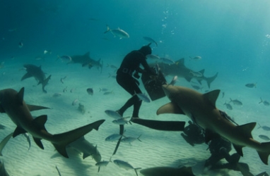Eco-Travel: Adrenaline Rush Adventures in Belize