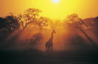 JET SET:&nbsp; Venture on African Luxury Expedition Guided Tours