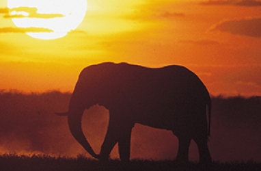 Check Out With an African Safari