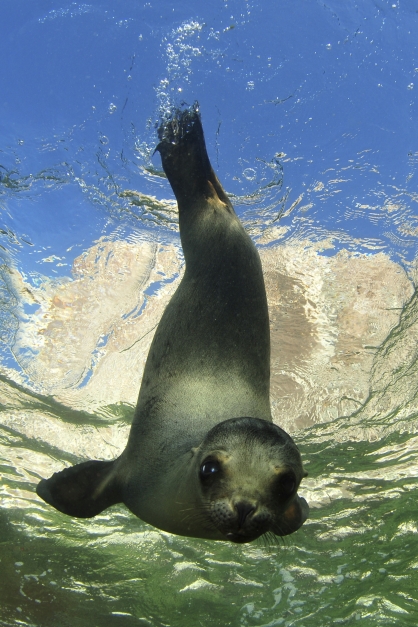 Starving California Sea Lion Pups Are Washing Ashore