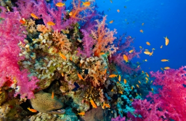 US Ocean Protection Plan Requested by President Obama
