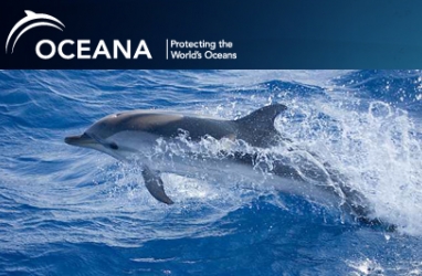 Help save the dolphins with Oceana