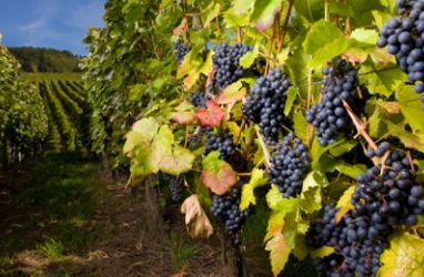 Make Finding ‘Organic Wines’ Easy