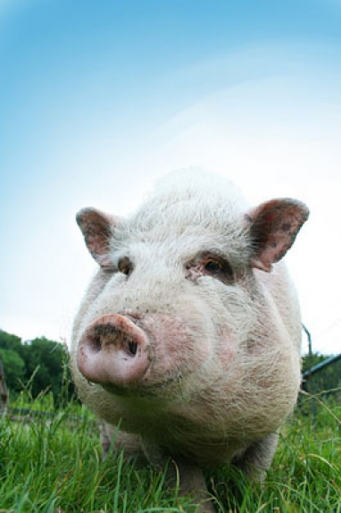 Health Watch:&nbsp; Swine Flu Identified in US