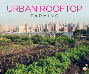 Eco-Friendly Farms In The Sky