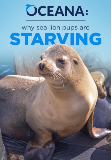 Starving California Sea Lion Pups Are Washing Ashore
