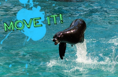 New England Aquarium Gets Creative: Seals to Teach Exercise to Kids