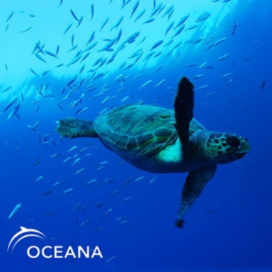 Donate Towards Oceana